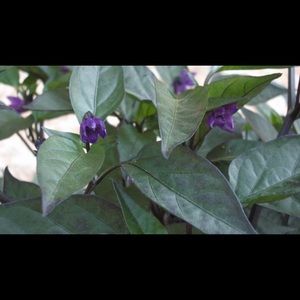 Meet your Posher, Malissa